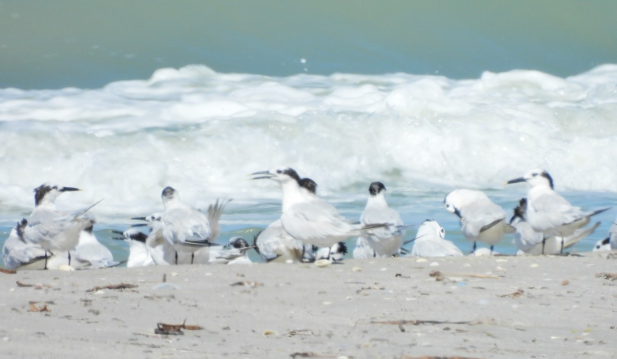 rybák severní - ML644416184