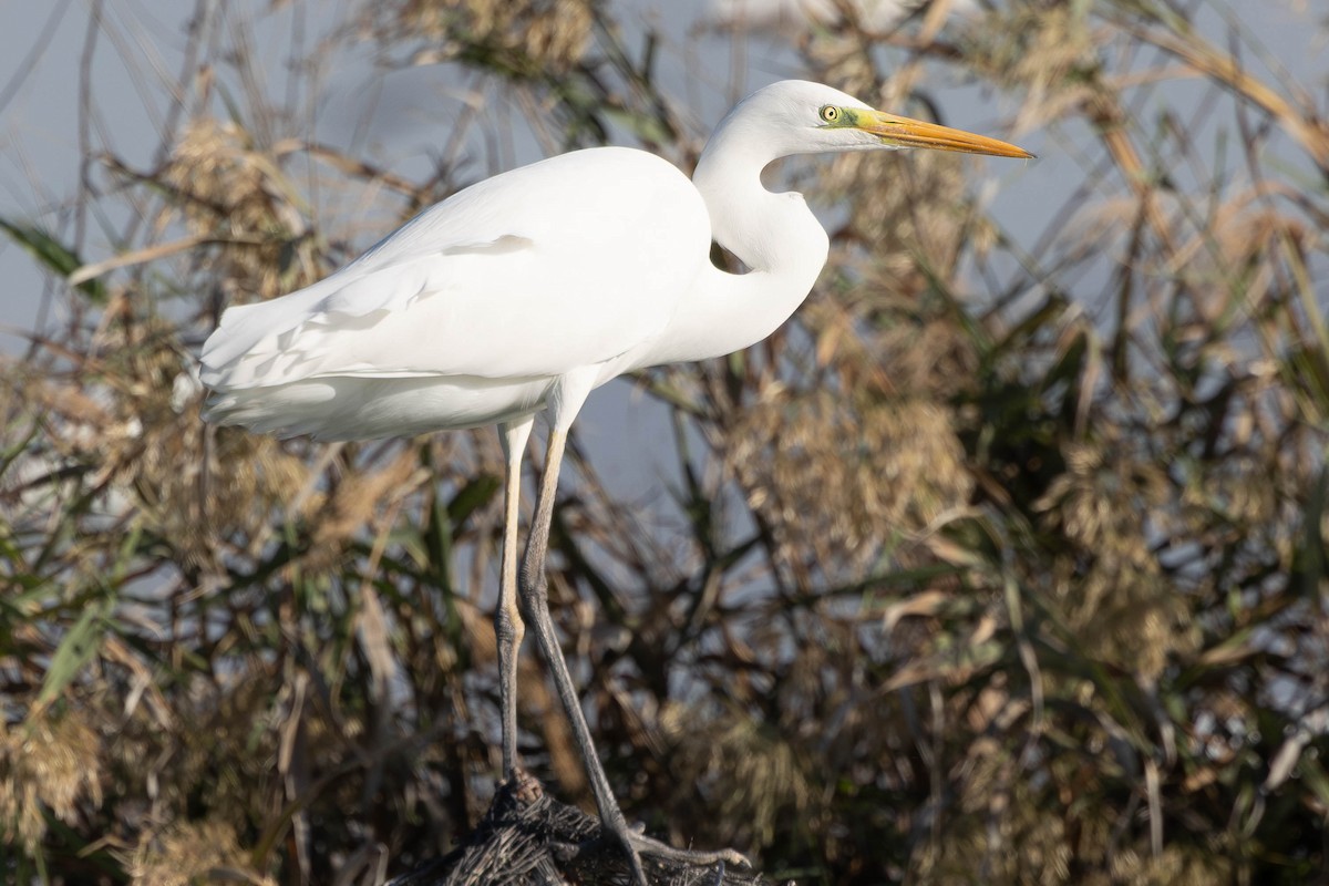Great Egret - ML644416196