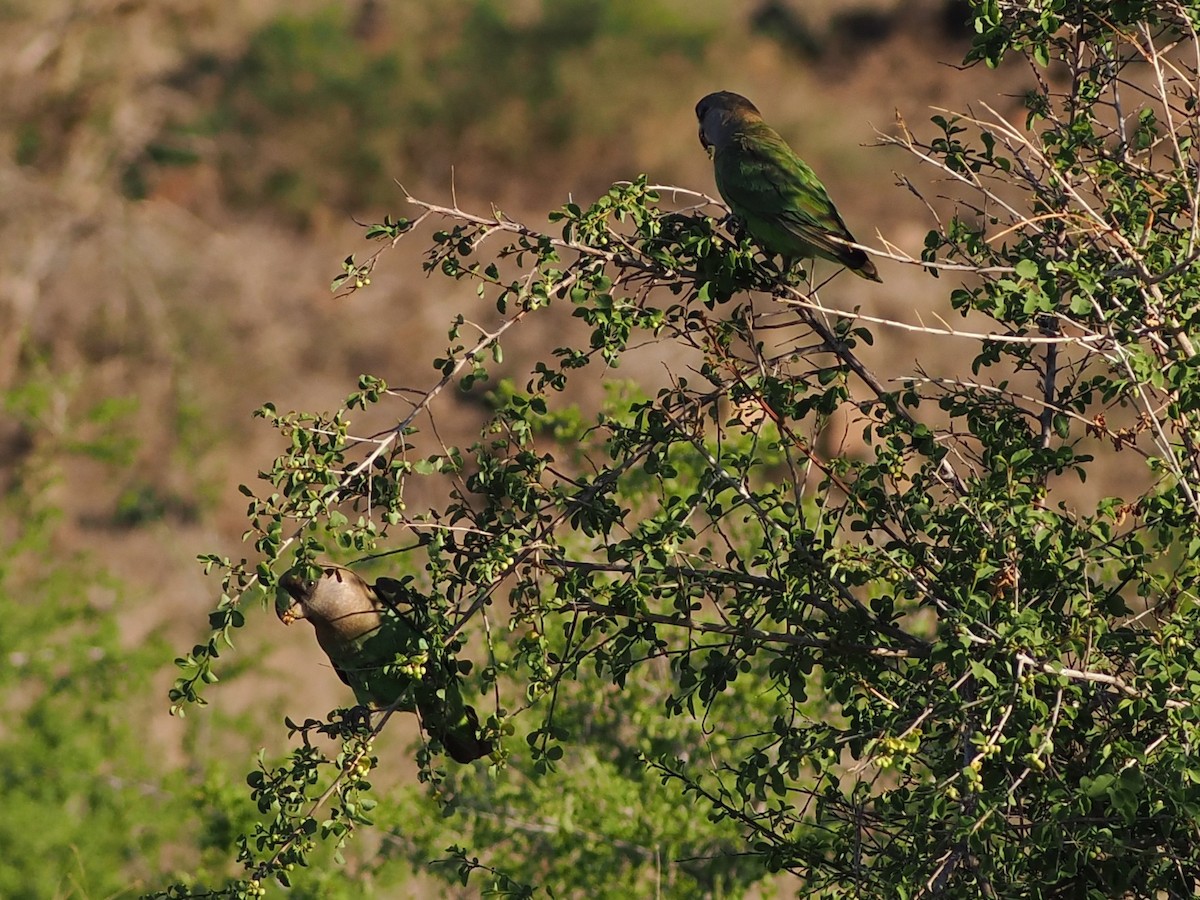 Boz Başlı Papağan - ML644416200