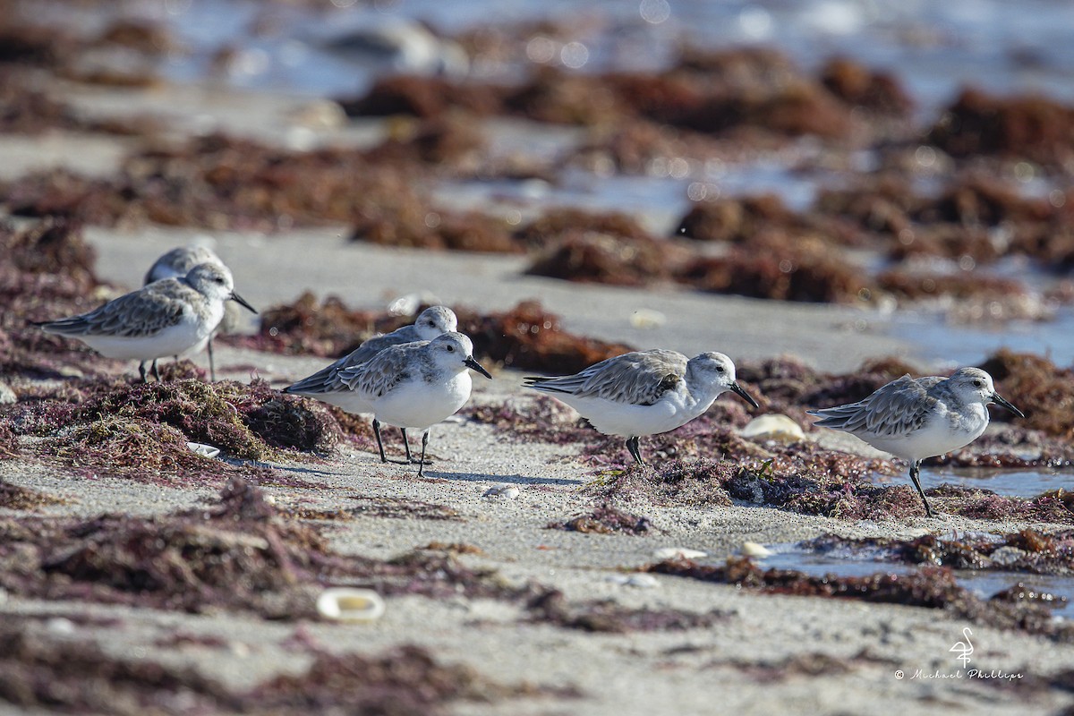 Sanderling - ML644416201