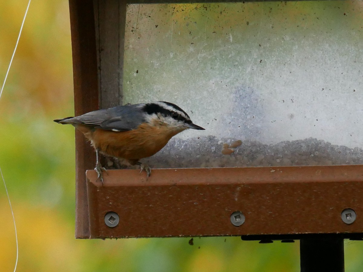 Red-breasted Nuthatch - ML644416205
