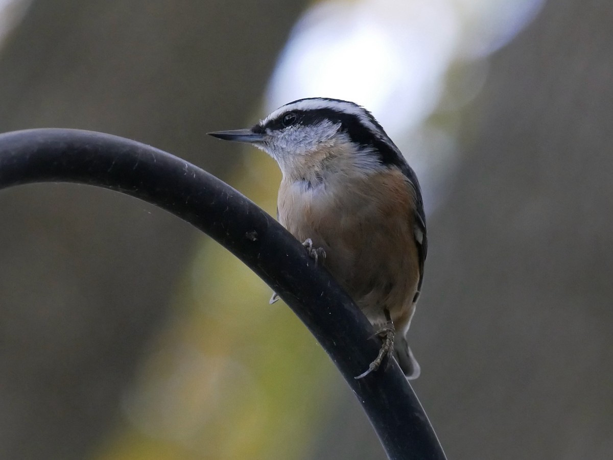 Red-breasted Nuthatch - ML644416206