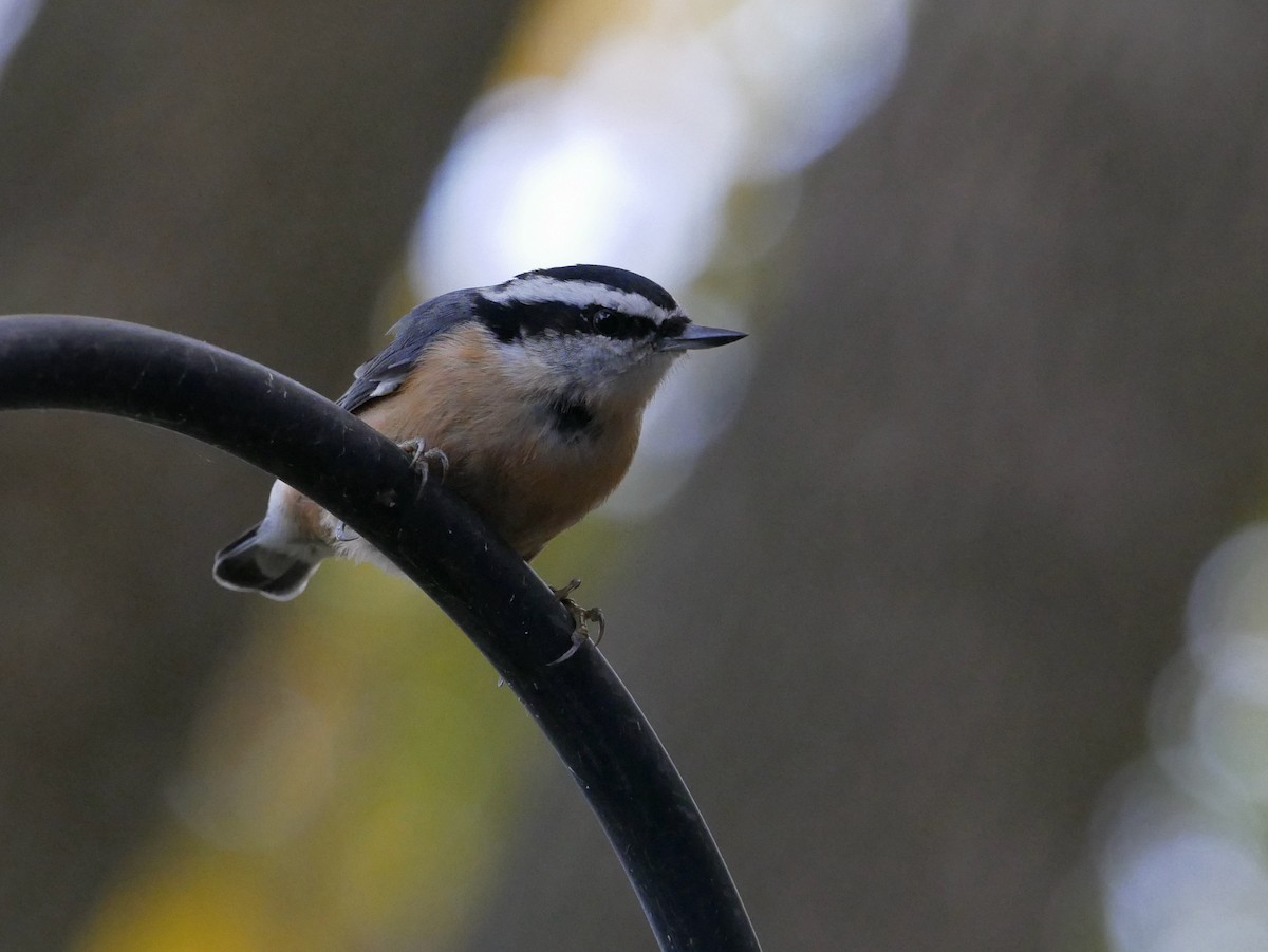 Red-breasted Nuthatch - ML644416209