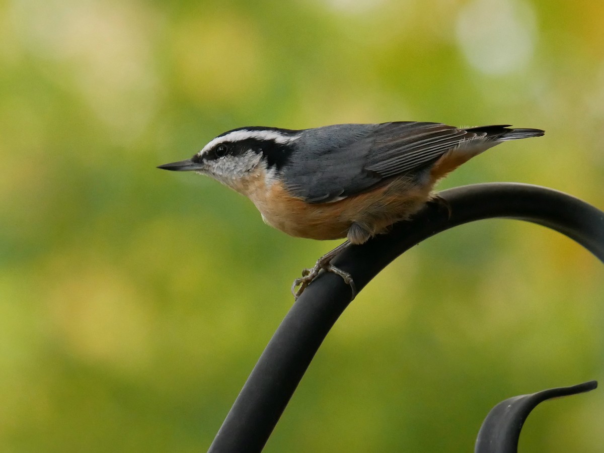 Red-breasted Nuthatch - ML644416212