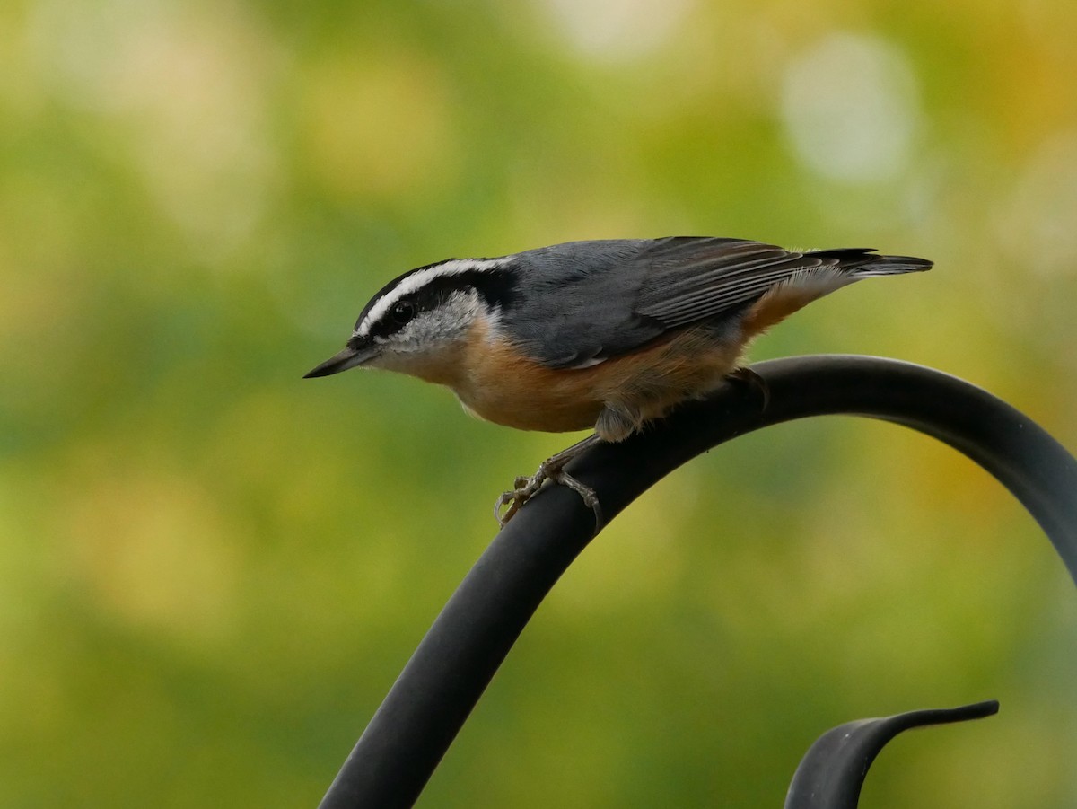 Red-breasted Nuthatch - ML644416214