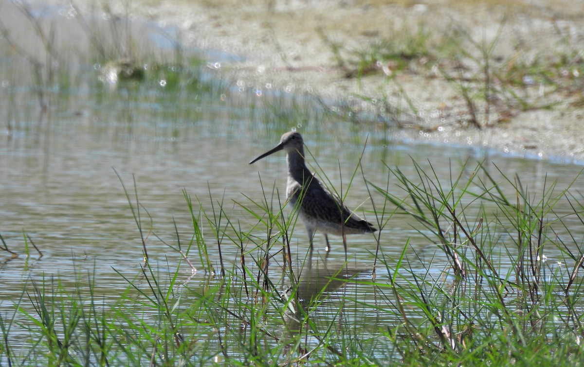 Tundraschlammläufer - ML644416221
