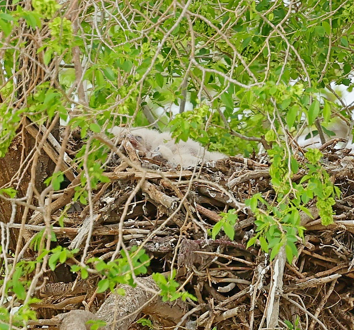 Гуска гірська - ML644416222