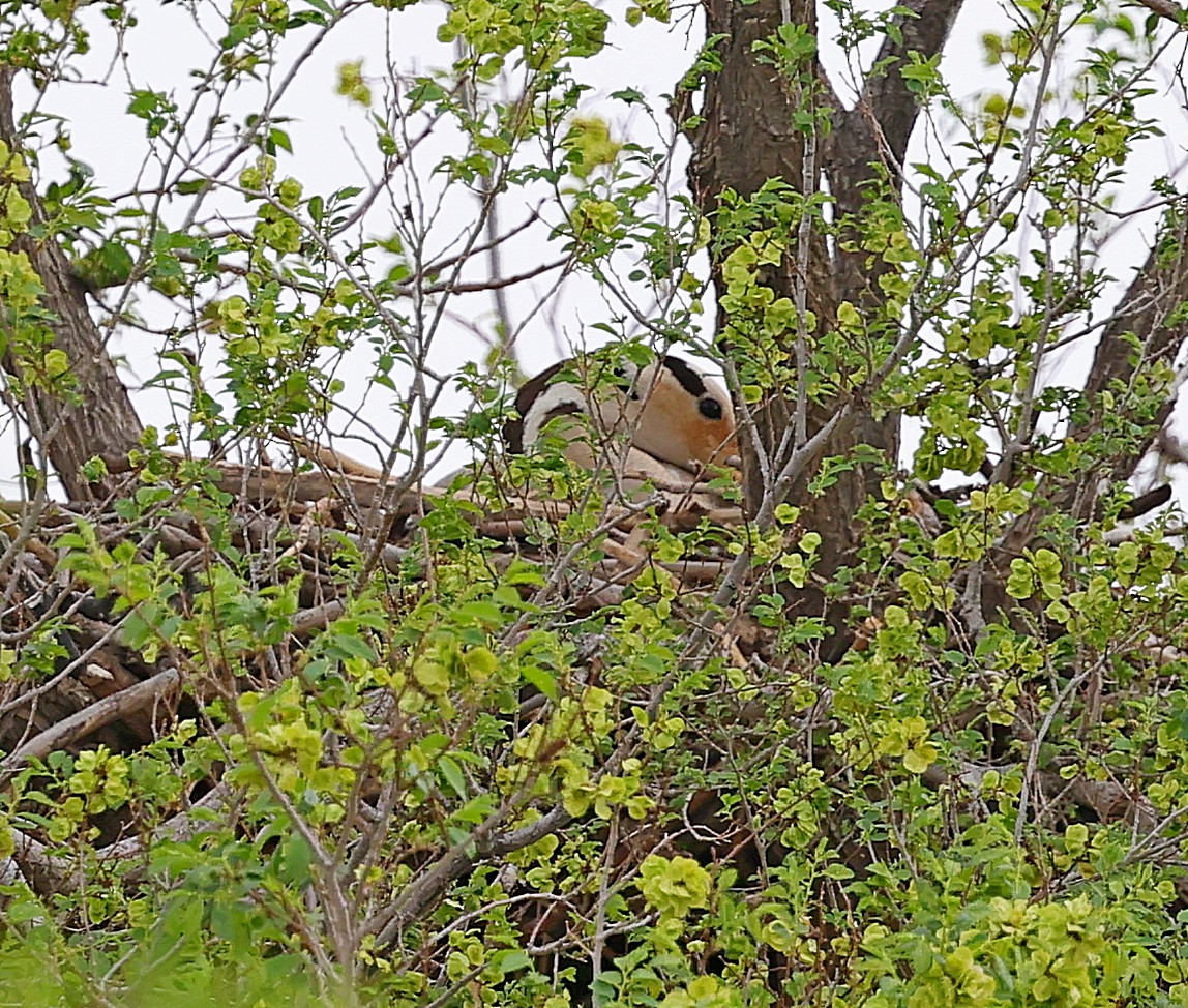 Гуска гірська - ML644416223