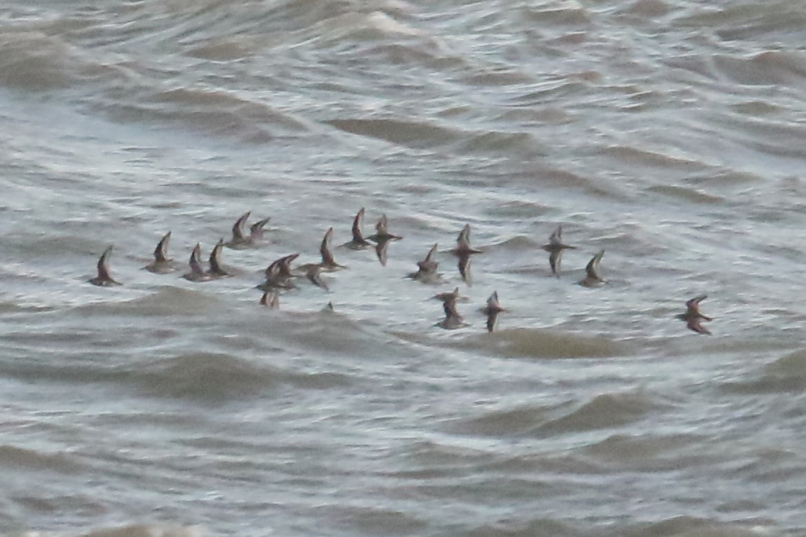 Хар элсэг - ML644416232