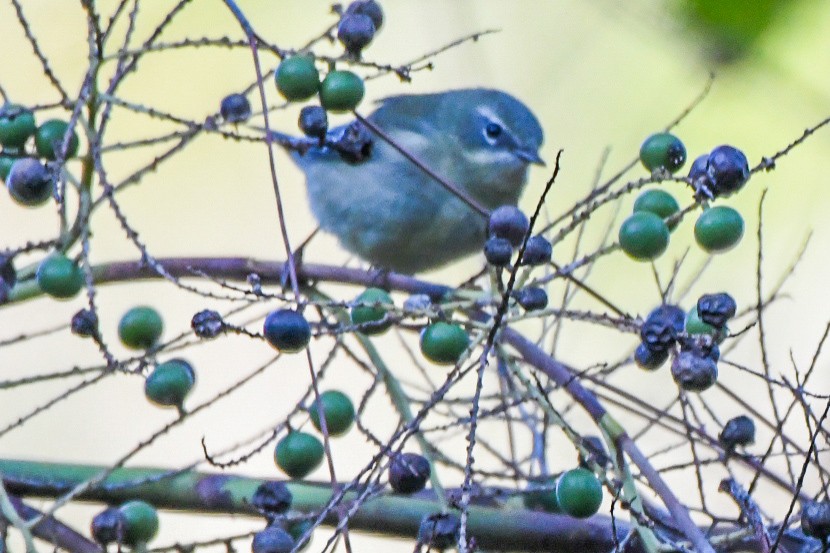 Black-throated Blue Warbler - ML644416233
