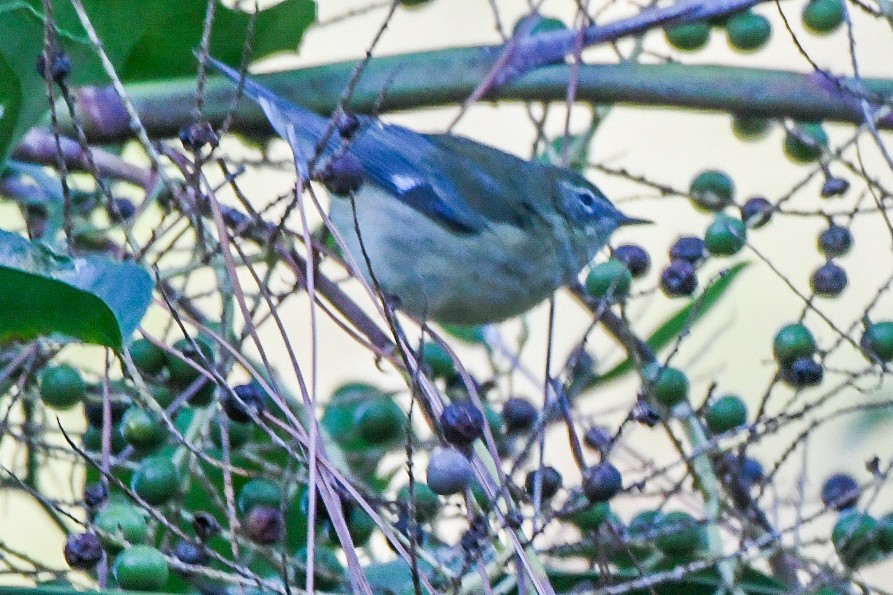 Black-throated Blue Warbler - ML644416234