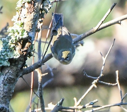 Black-throated Blue Warbler - ML644416235