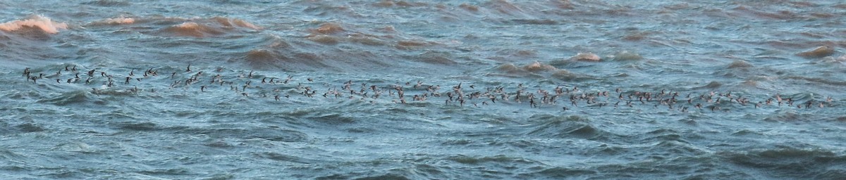 Хар элсэг - ML644416243