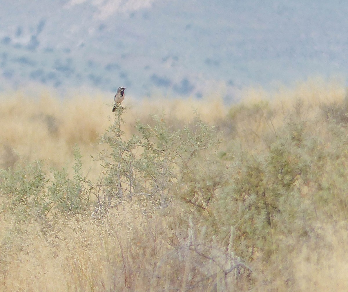 Black-throated Sparrow - ML644416246