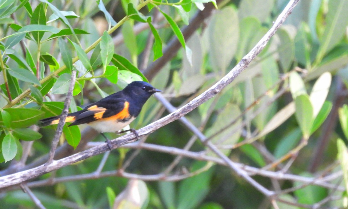 American Redstart - ML644416249
