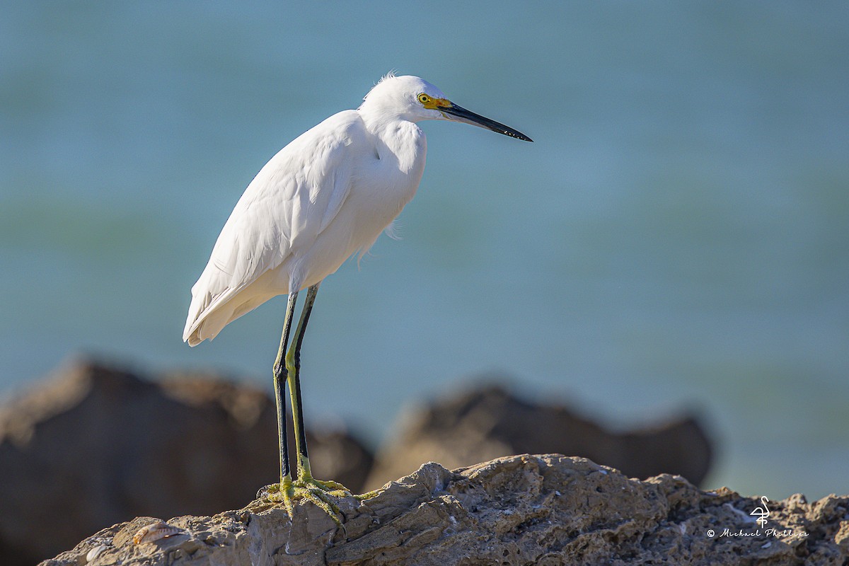 ユキコサギ - ML644416250