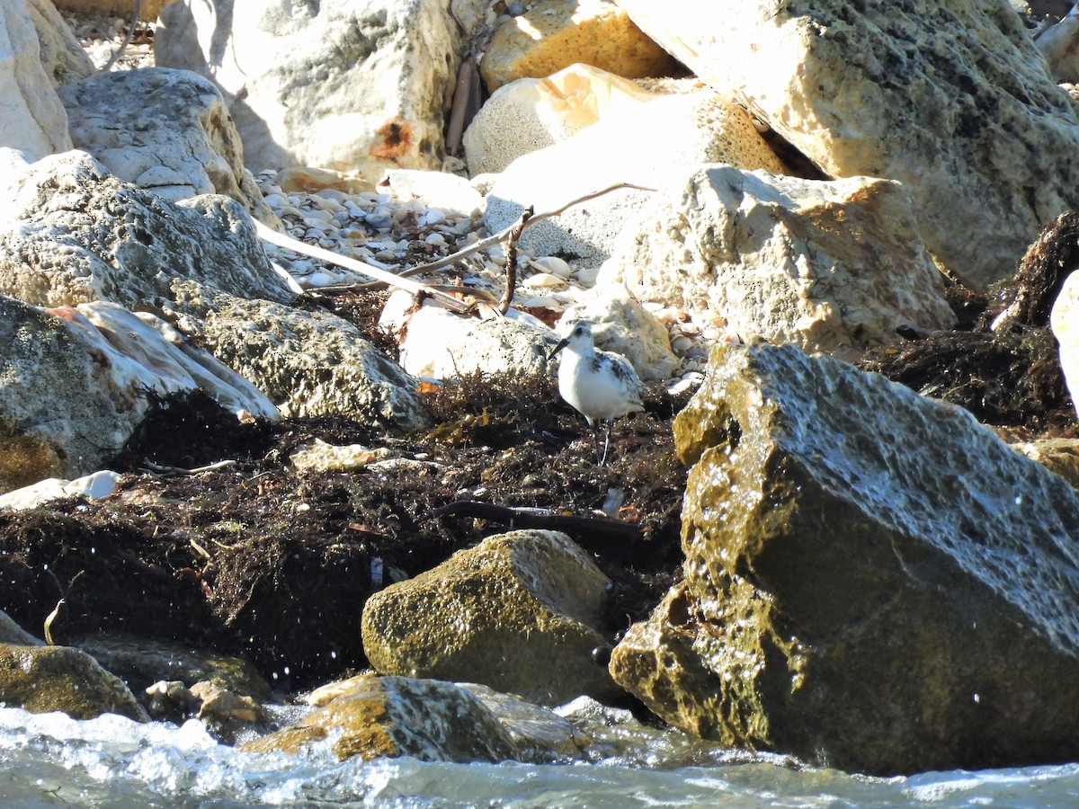 Sanderling - ML644416251