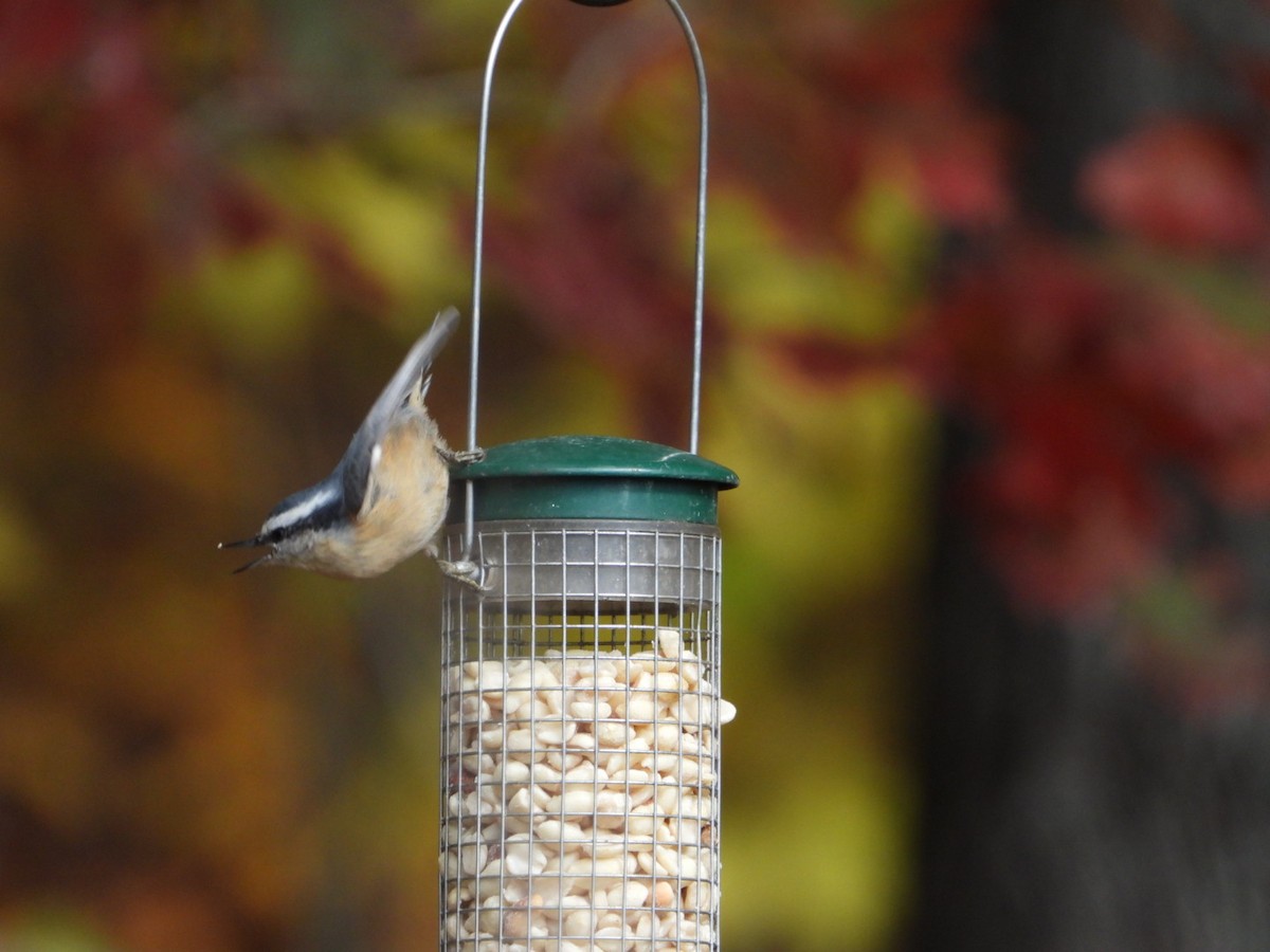 Red-breasted Nuthatch - ML644416276