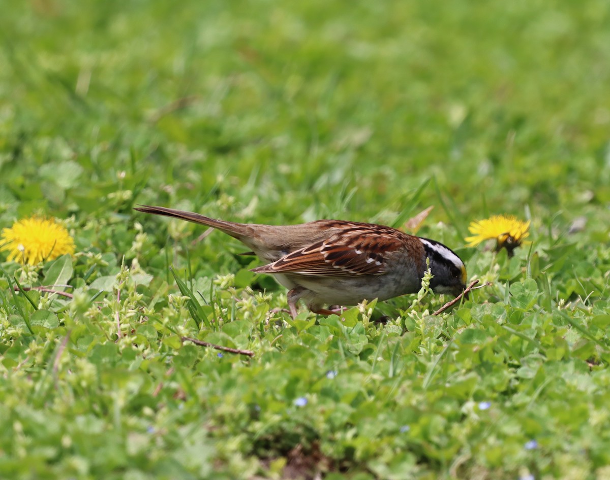 White-throated Sparrow - ML644416278