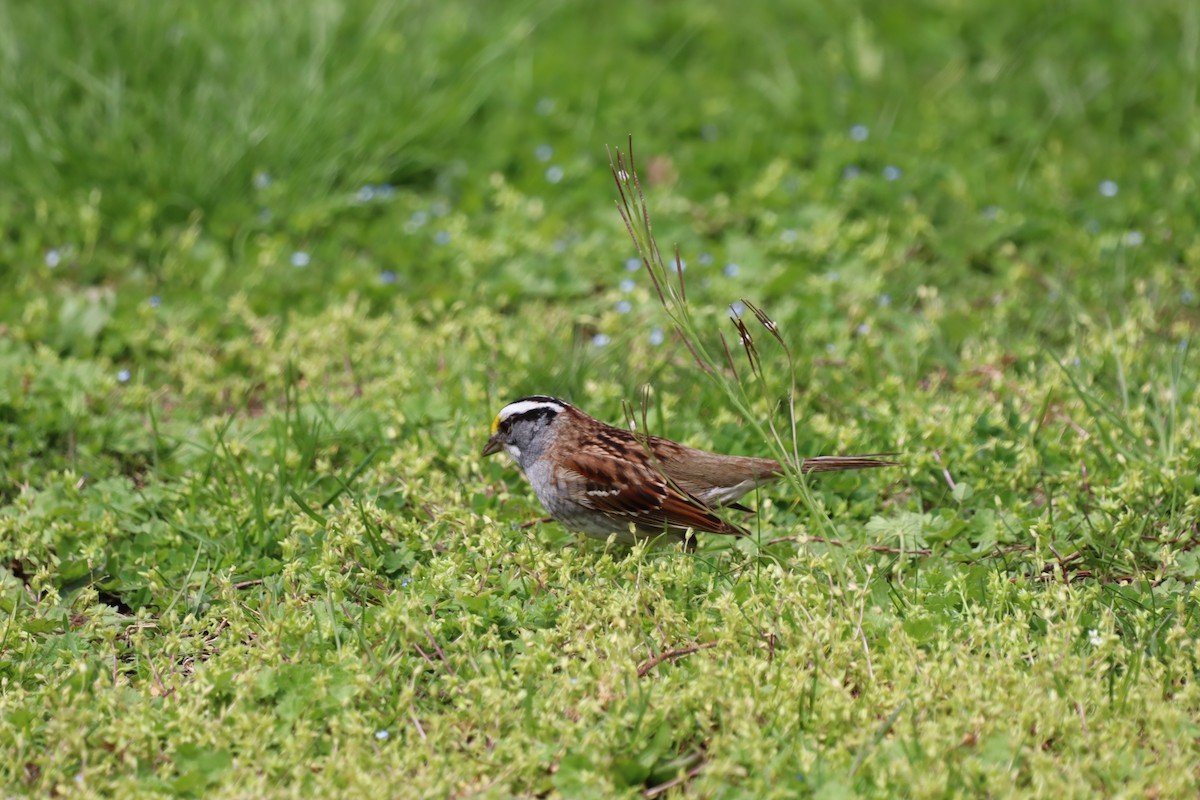 White-throated Sparrow - ML644416282