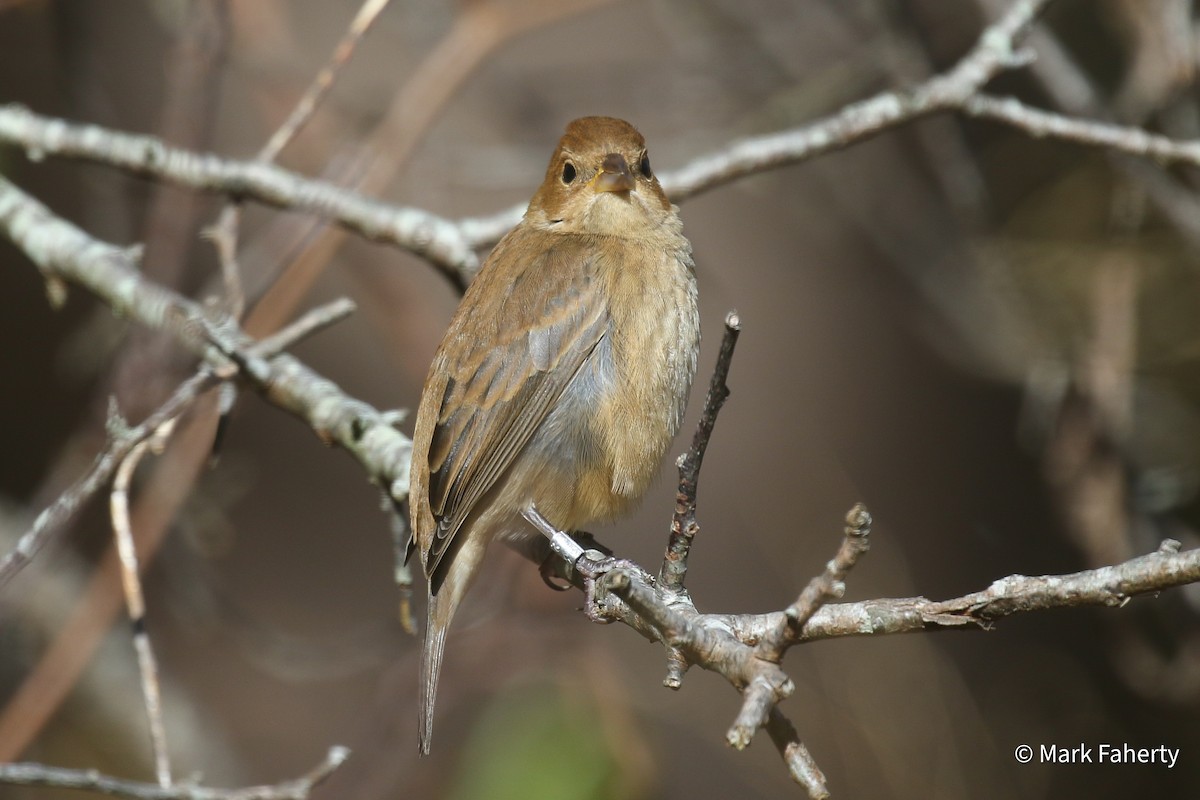 Indigo Bunting - ML644416289