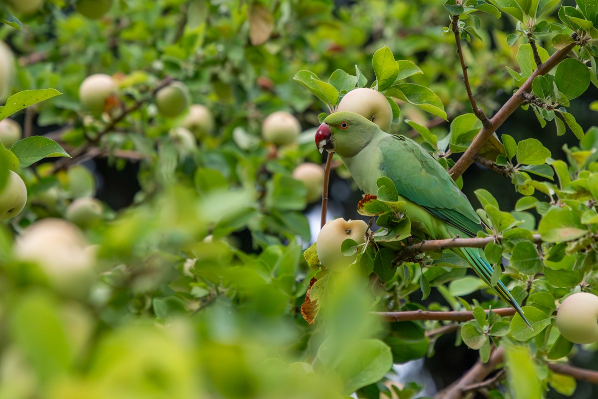 Rose-ringed Parakeet - ML644416291