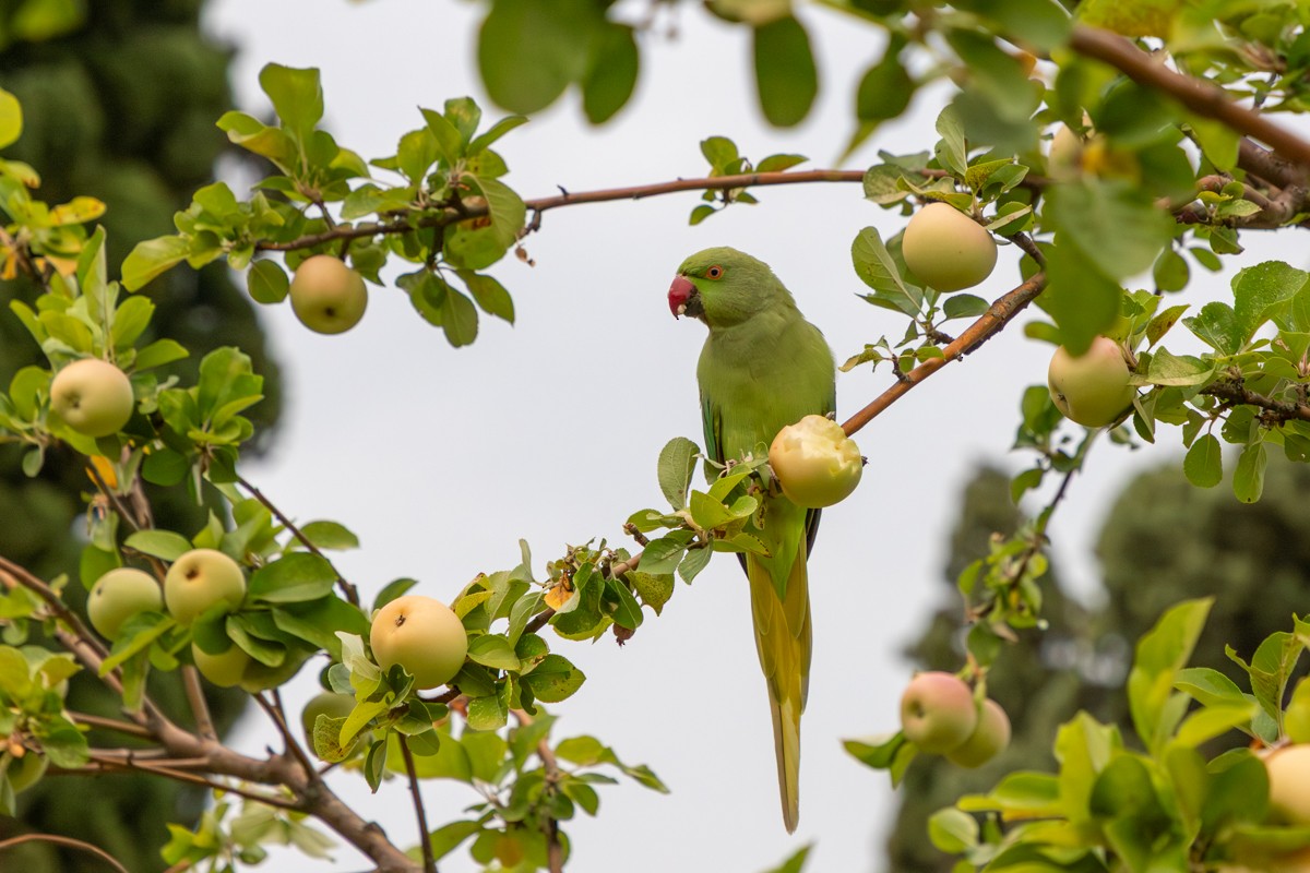 Rose-ringed Parakeet - ML644416292