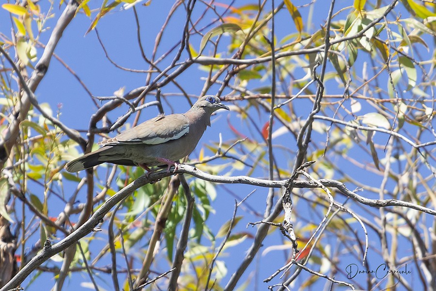 West Peruvian Dove - ML644416301