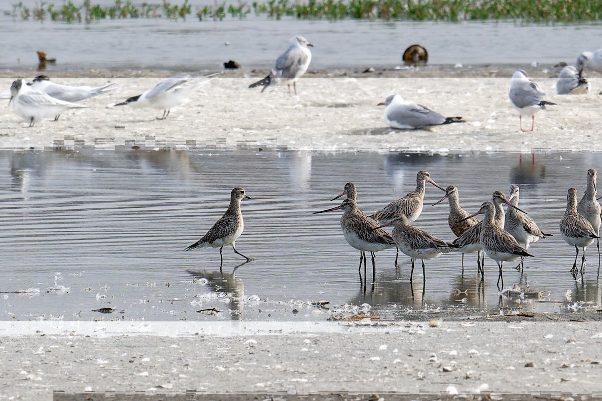 Буурал сүвээ цагаан - ML644416308