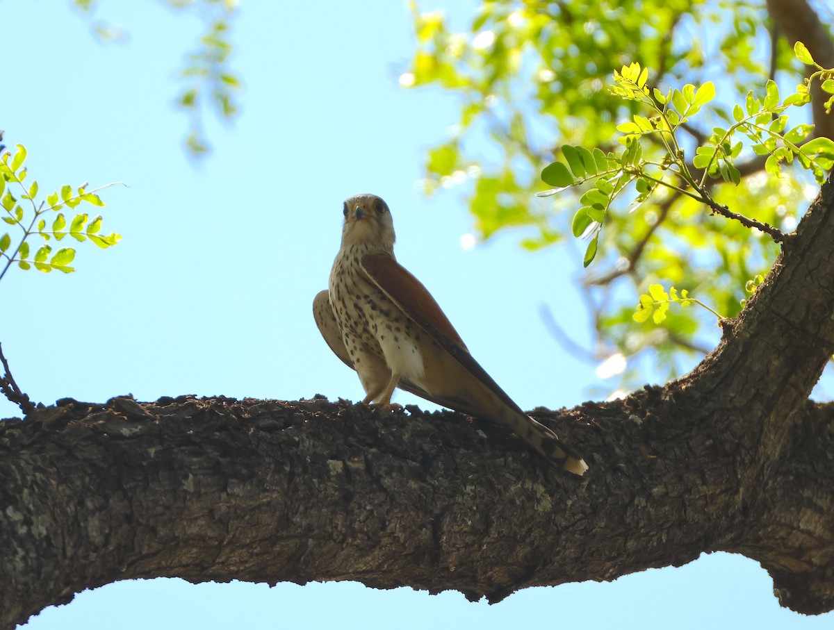 Malagasy Kestrel - ML644416320