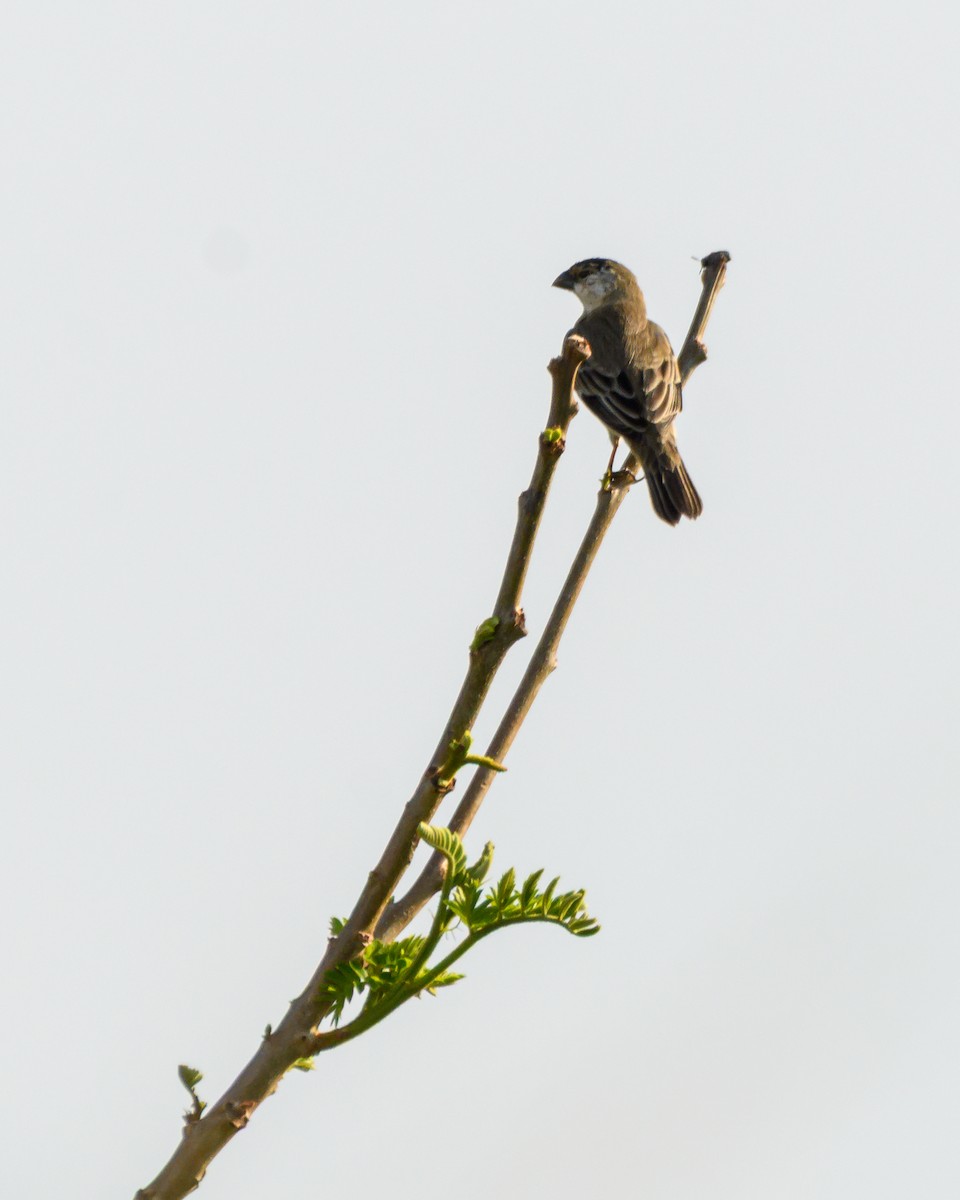 Pearly-bellied Seedeater - ML644416347
