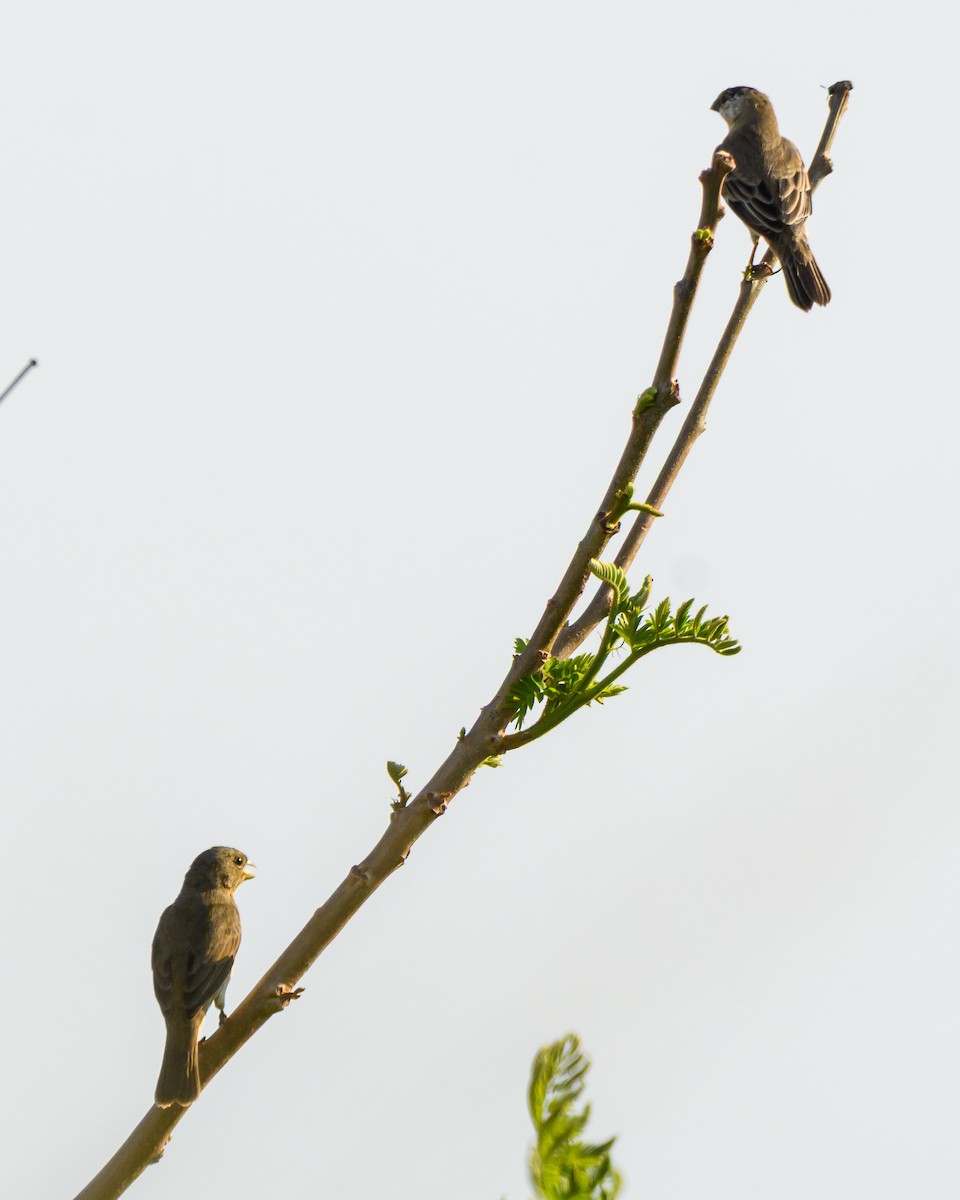 Pearly-bellied Seedeater - ML644416348