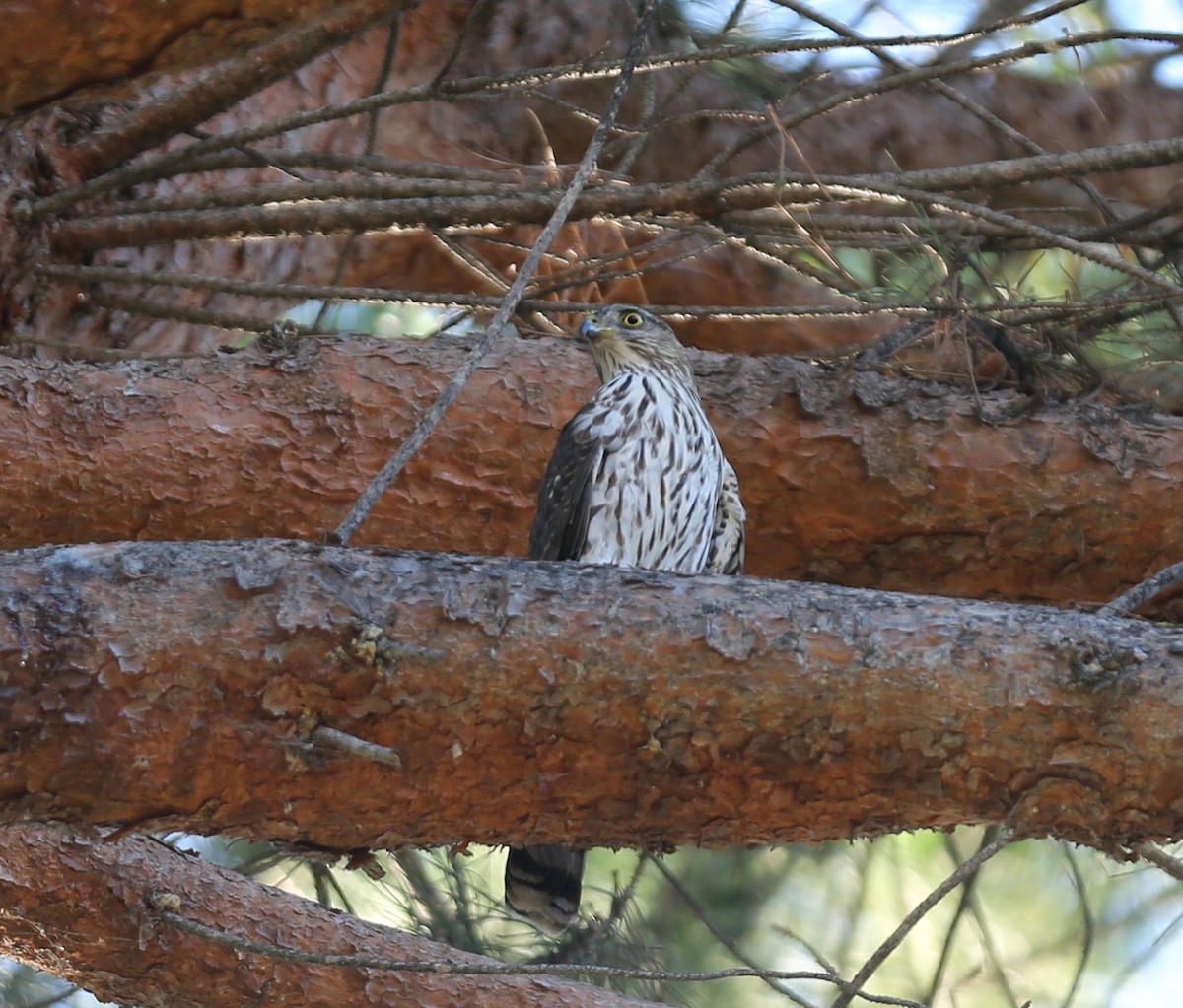 krahujec americký - ML644416349