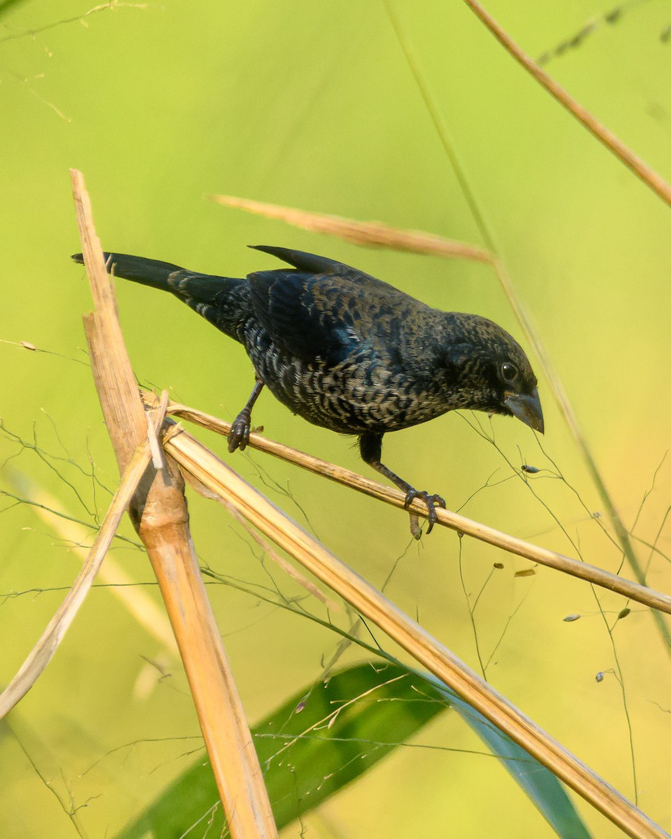 Blue-black Grassquit - ML644416356