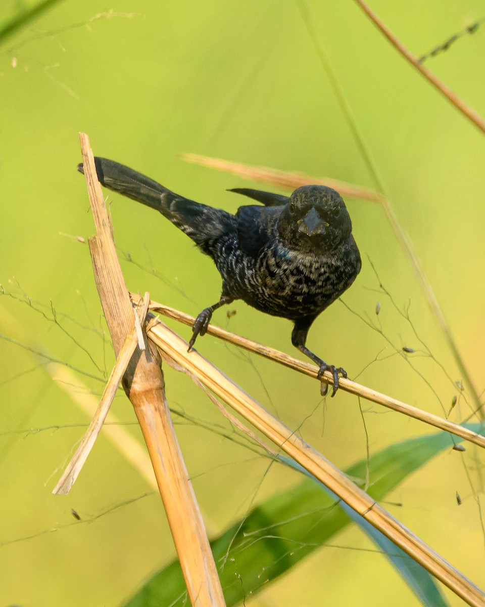 Blue-black Grassquit - ML644416358