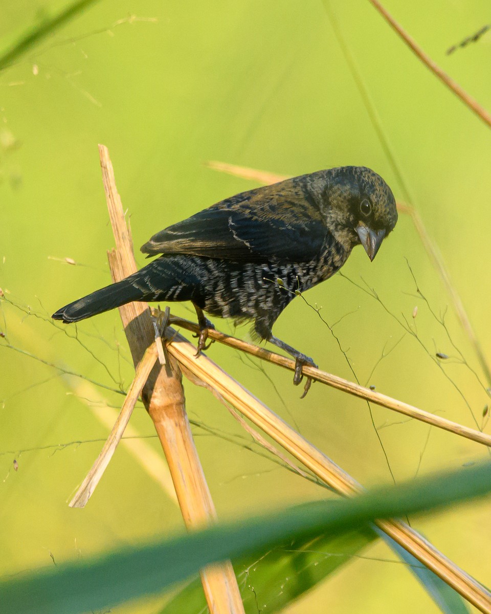 Blue-black Grassquit - ML644416359