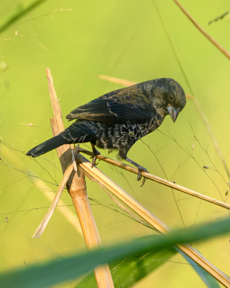 Blue-black Grassquit - ML644416361