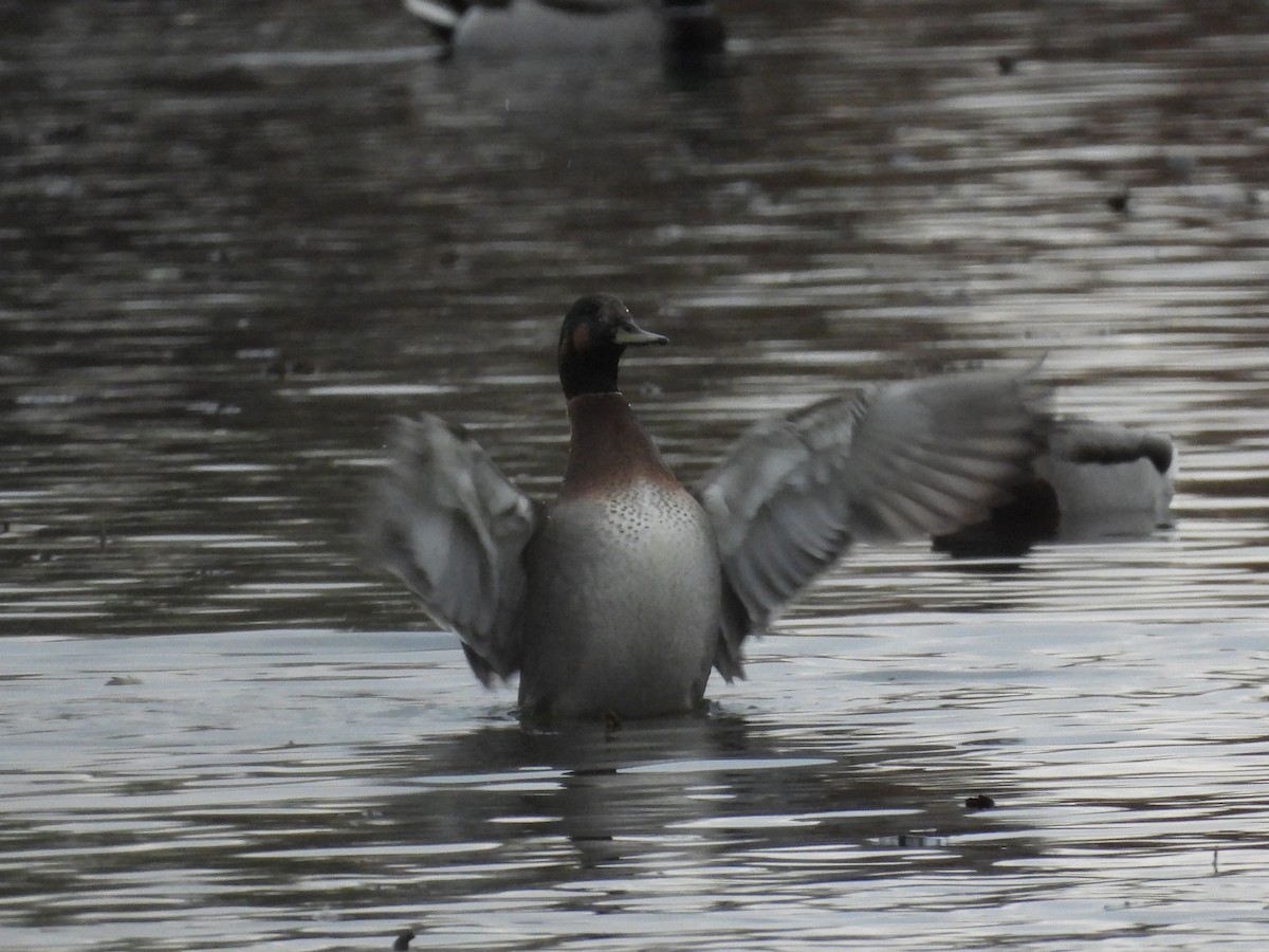 Gadwall x Mallard (hybrid) - ML644416372