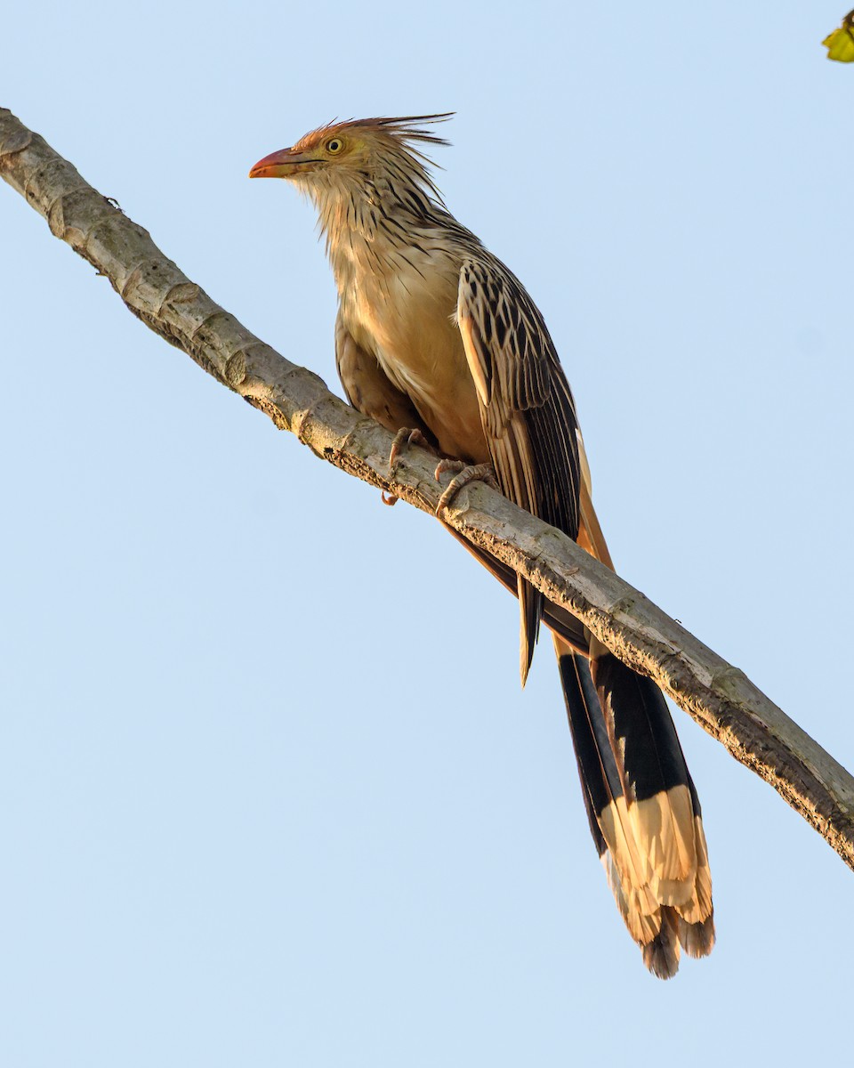 Guirakuckuck - ML644416380