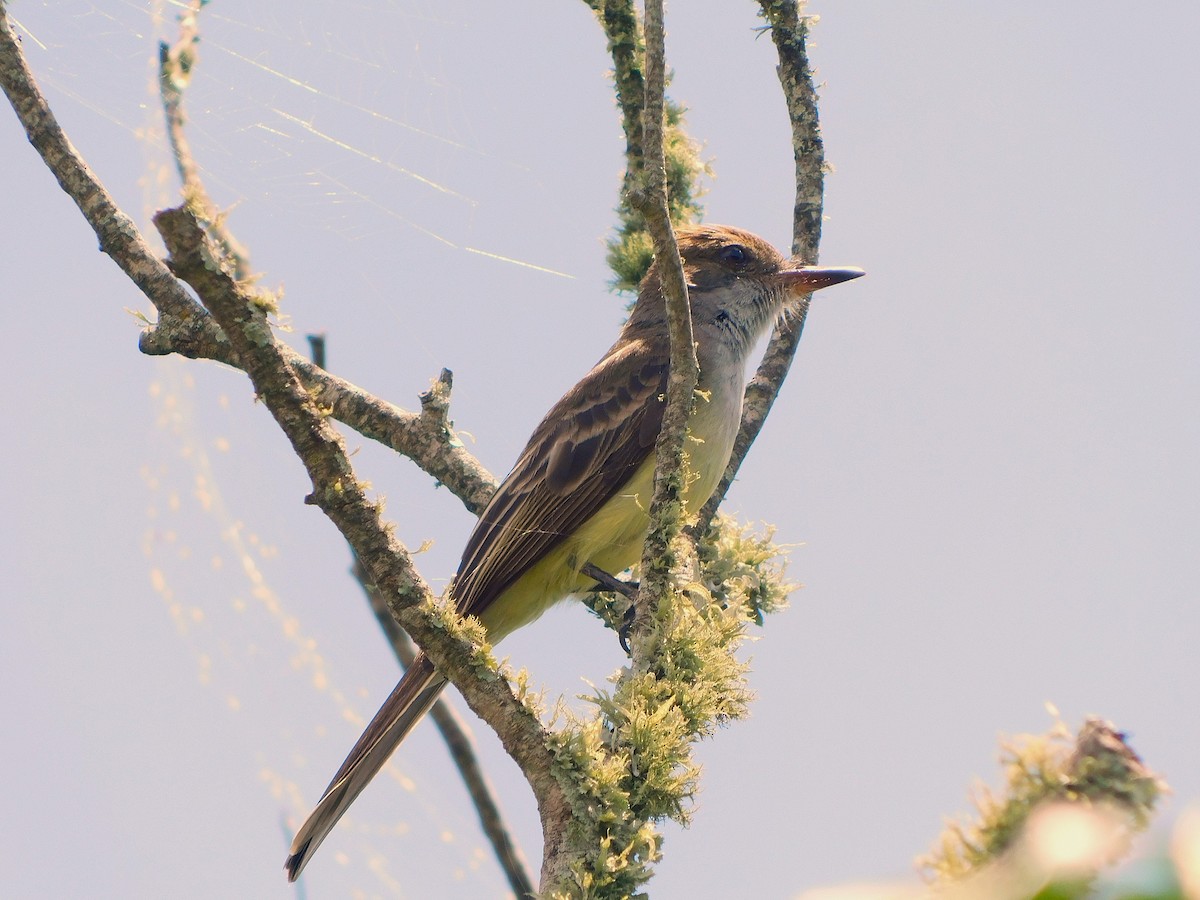 Swainson's Flycatcher - ML644416386