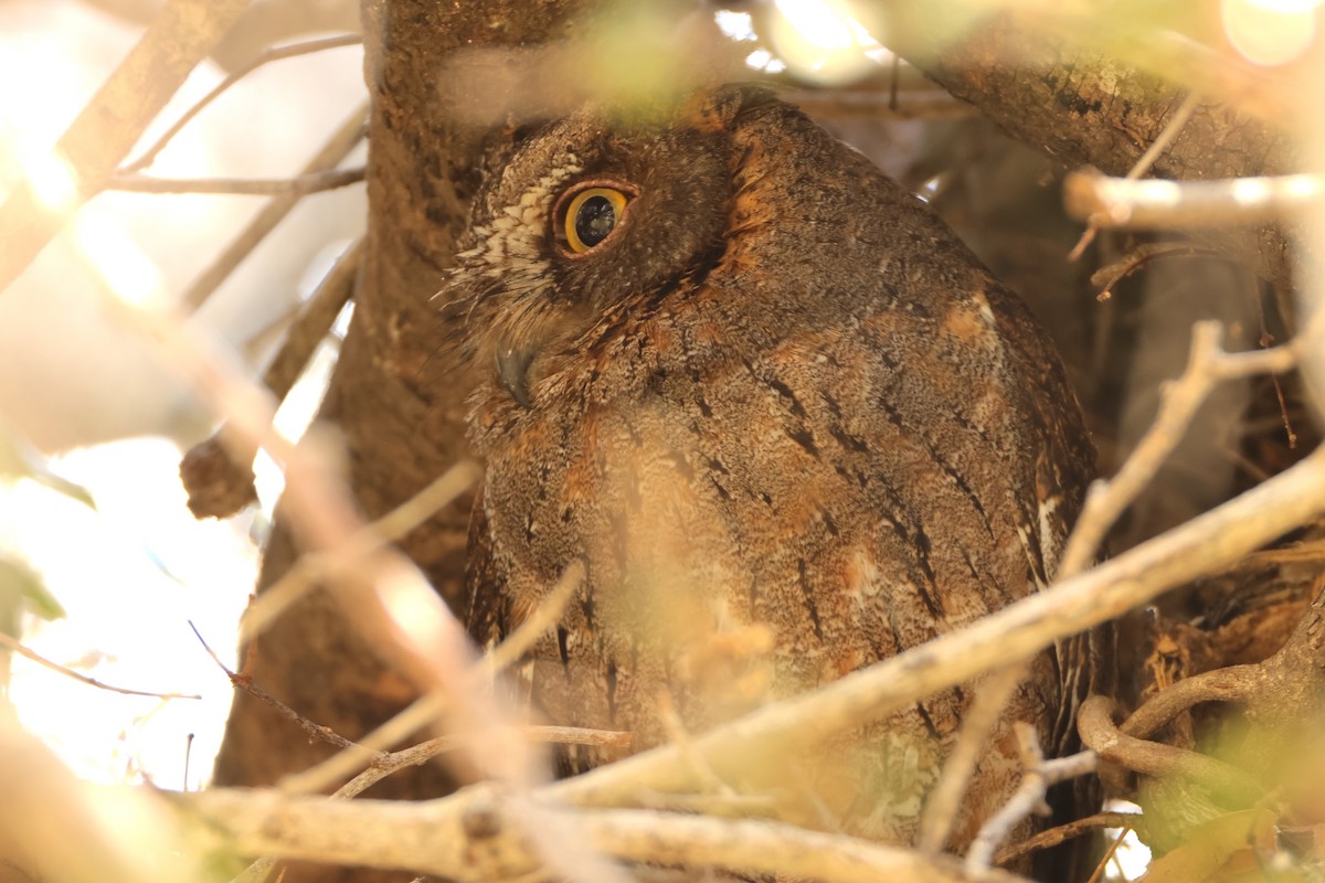 Madagascar Scops-Owl (Torotoroka) - ML644416394