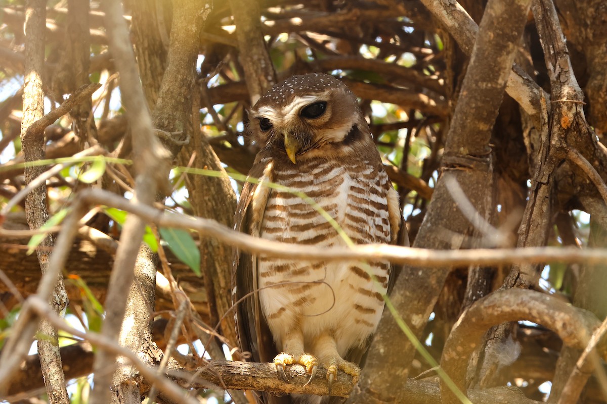 White-browed Owl - ML644416395