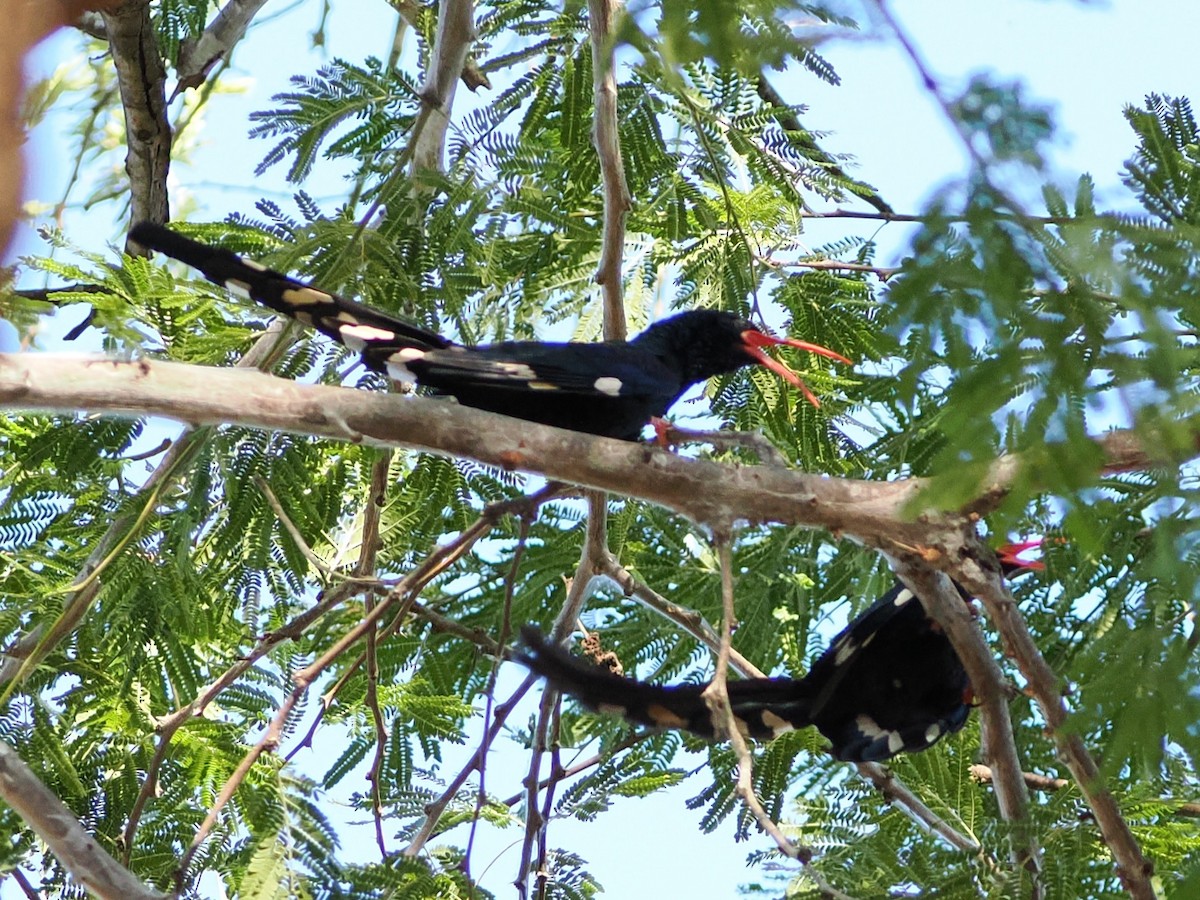 Слотняк пурпуровий - ML644416407