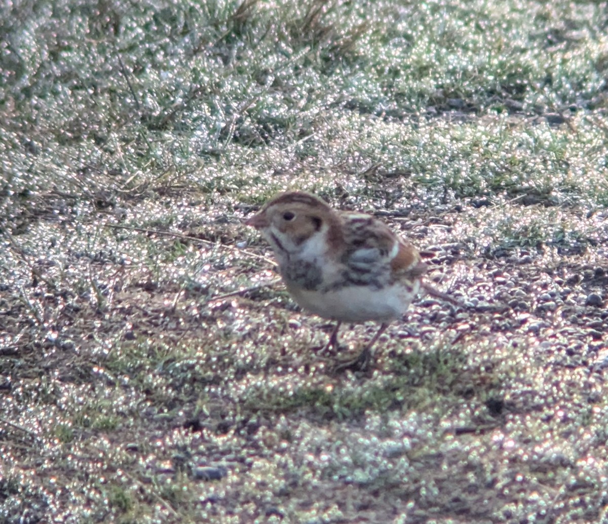 Подорожник лапландський - ML644416430