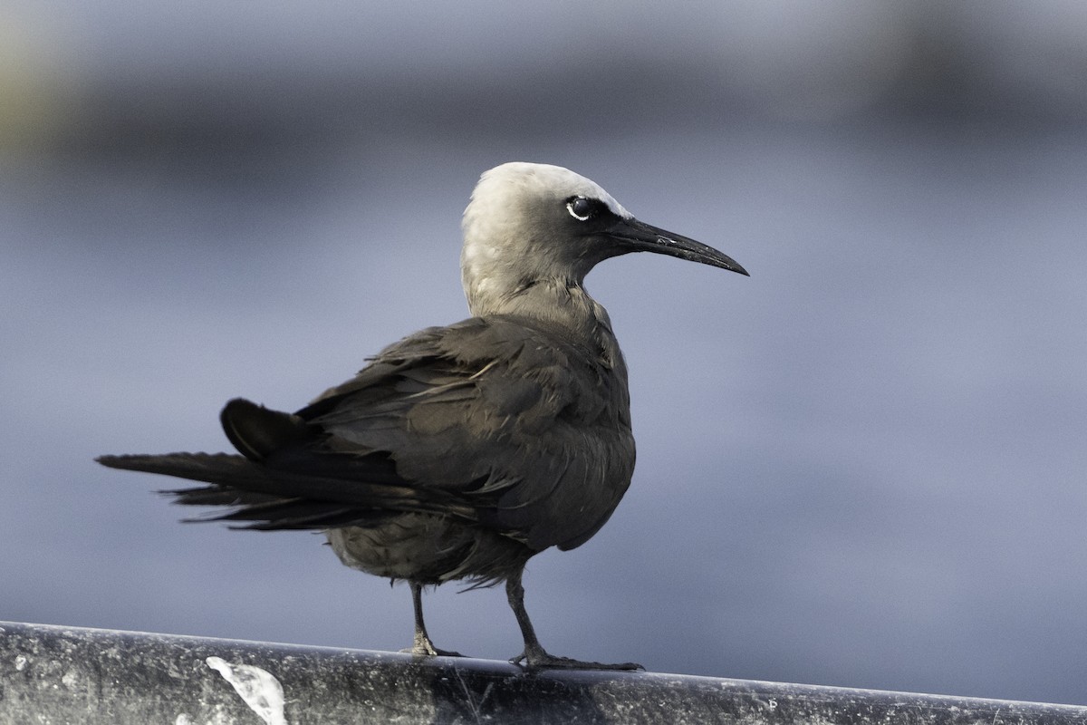 Brown Noddy - ML644416451
