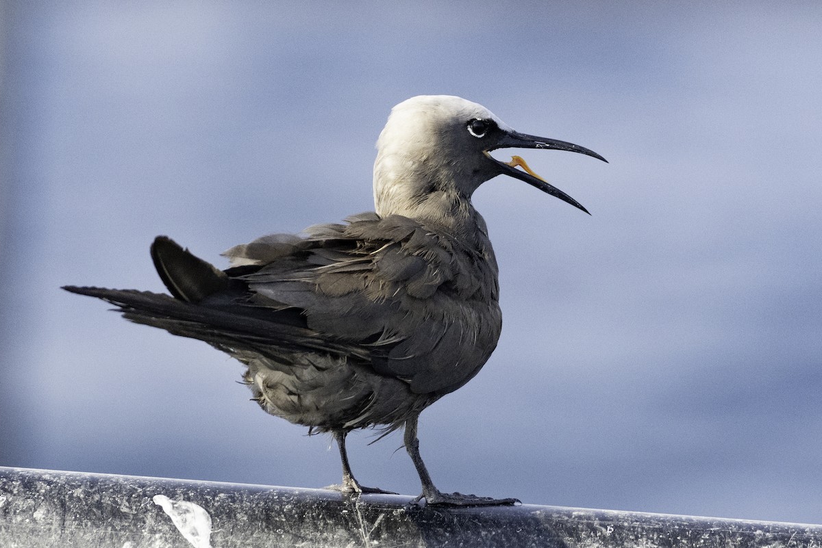 Brown Noddy - ML644416459