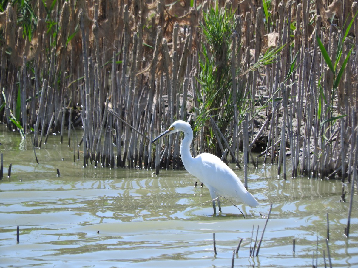 ユキコサギ - ML644416472