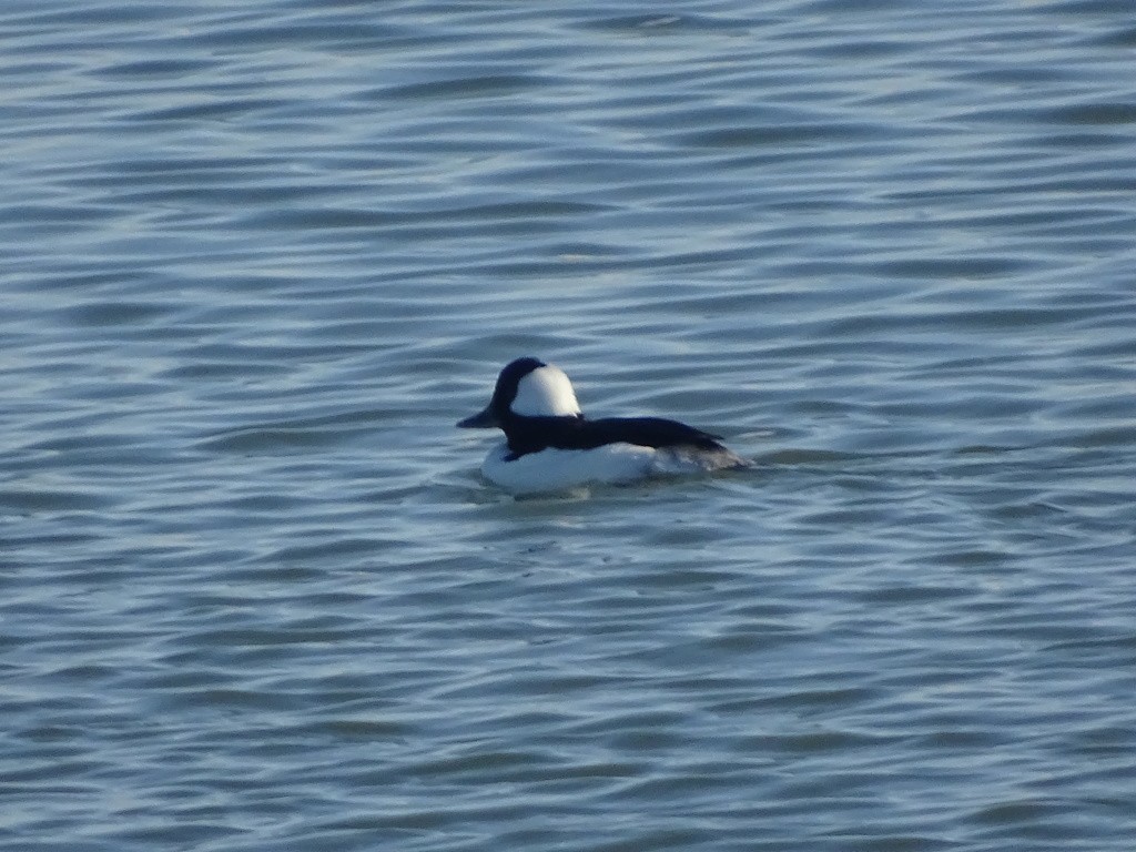 Bufflehead - ML644416474