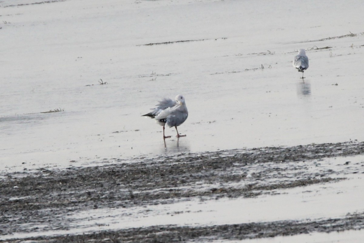 racek americký - ML644416509