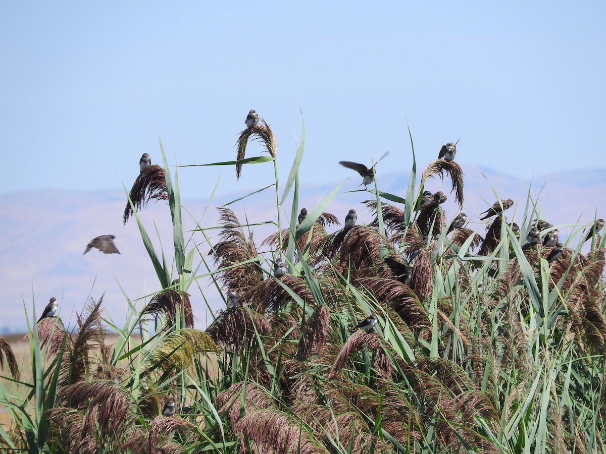 Bank Swallow - ML644416521